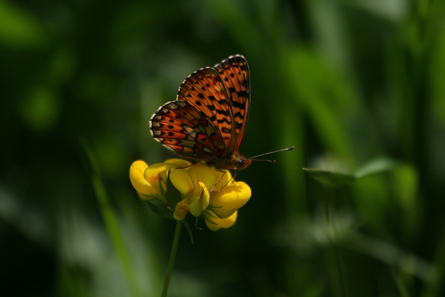 Boloria euphrosyne?